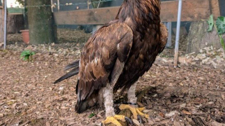 Aquila reale salvata e restituita al proprietario