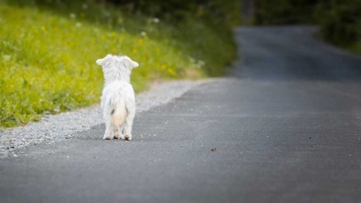 Un cane è per … sempre