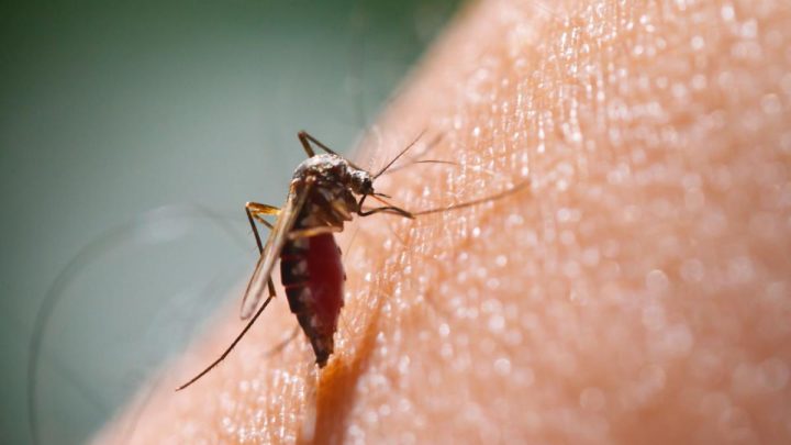 Malaria, 700-800 casi importati l’anno in Italia