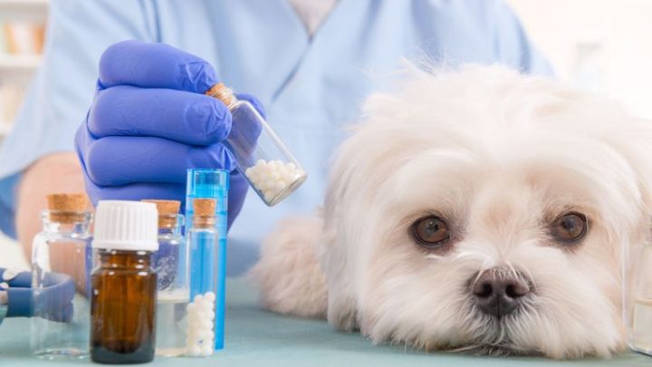 Accordo nazionale sulla trasparenza nella ricerca con l’impiego di animali