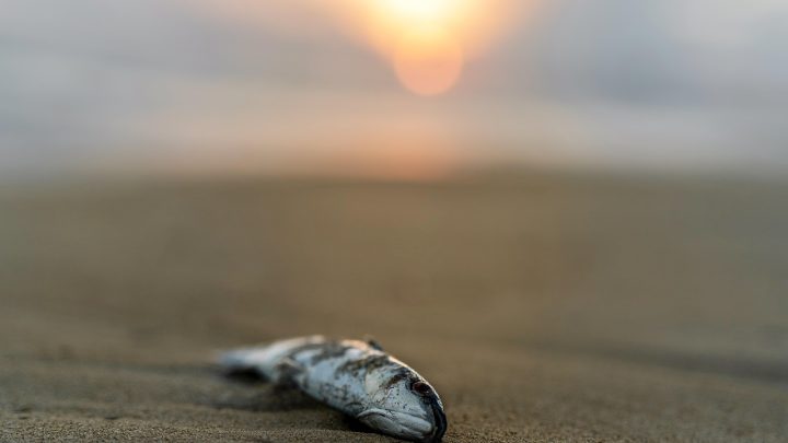 Un integratore che aiuta ad espellere le microlastiche? Sembrerebbe proprio di si