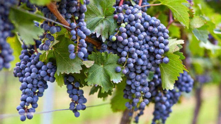 Agriturismo, che passione
