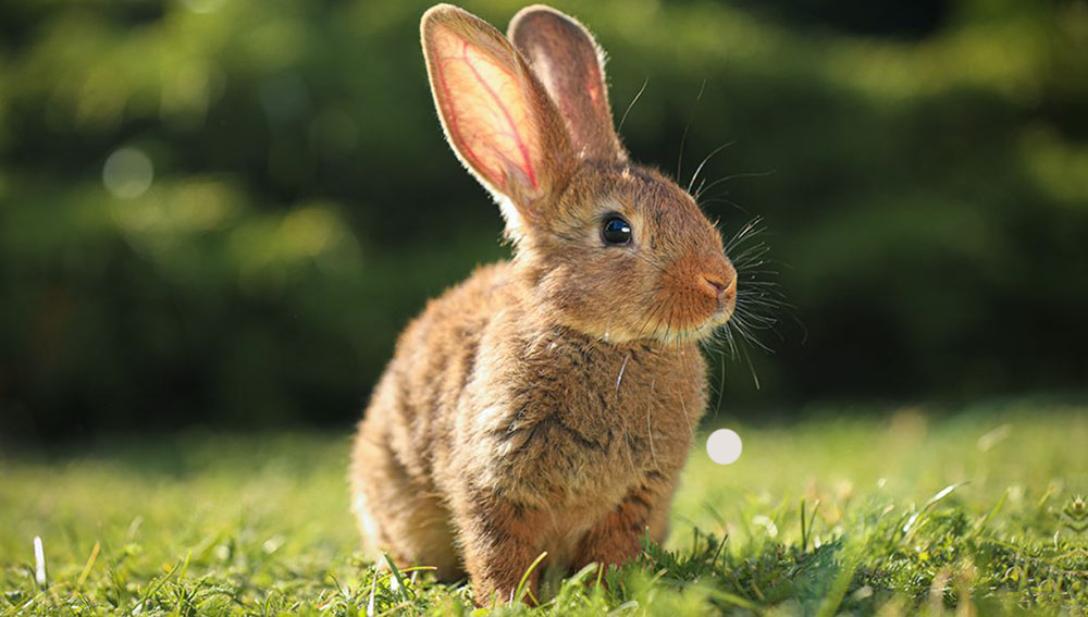 Allarme leishmaniosi in Europa, cos’è la malattia e quali animali la trasmettono