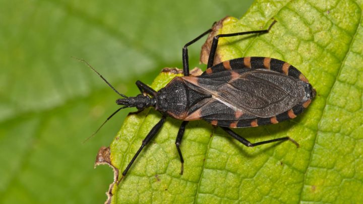 Malattie tropicali, 10mila morti l’anno nel mondo per Chagas