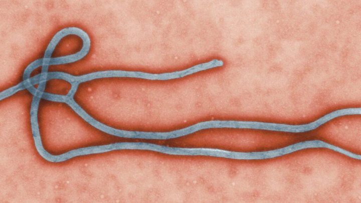 Congo, OMS: un nuovo ceppo del virus Ebola fa scattare l’allarme