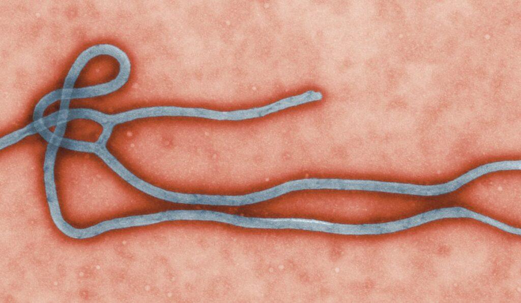 Congo, OMS: un nuovo ceppo del virus Ebola fa scattare l’allarme