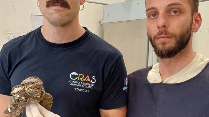 La Polizia Metropolitana di Napoli recupera un esemplare di Succiacapre all’aeroporto di Capodichino