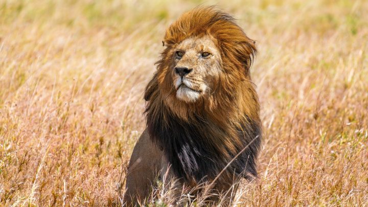 I leoni che furono, l’allarme del WWF: la specie lotta per la sopravvivenza