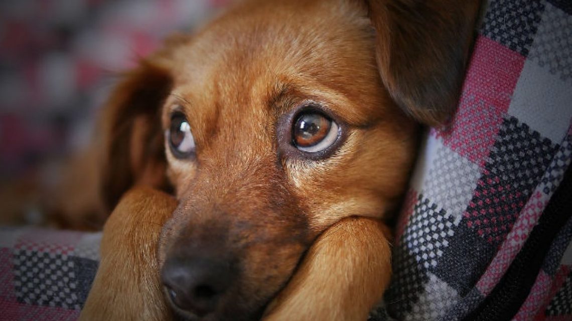 Cade oggi, 26 agosto, la giornata mondiale del cane