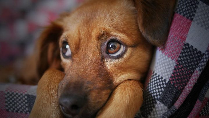 Cade oggi, 26 agosto, la giornata mondiale del cane