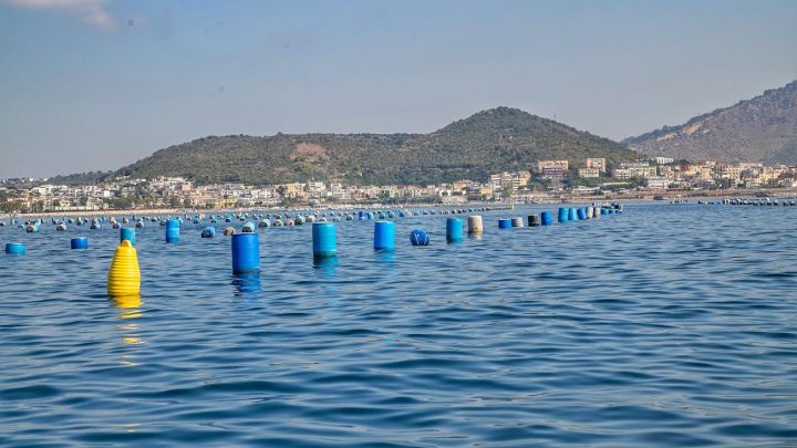 Asl Napoli 2 Nord, proseguono i controlli negli allevamenti a mare di cozze: virus epatite A non rilevato