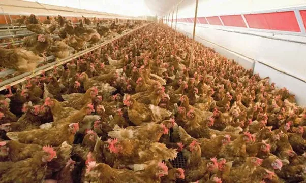 Uova con sospetta contaminazione dal salmonella ritirate dal commercio