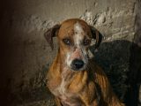 Apice, cane torturato, salvato e “adottato” dall’Asl di Benevento