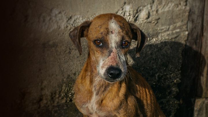 Apice, cane torturato, salvato e “adottato” dall’Asl di Benevento